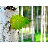 Kuvatapetti Artgeist Koivunlehti, eri kokoja