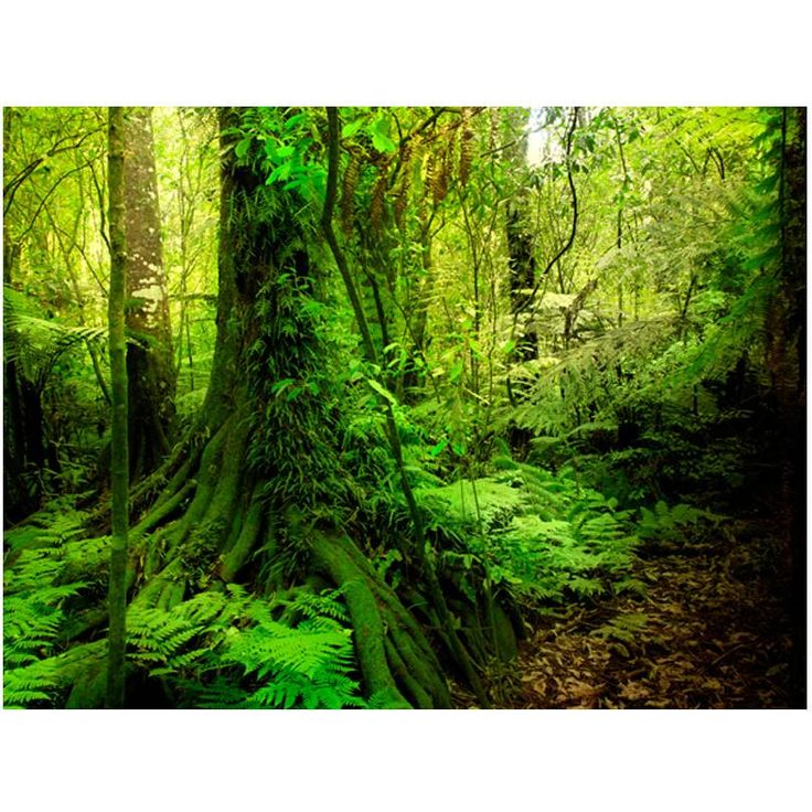 Metsätapetti Artgeist Jungle, eri kokoja