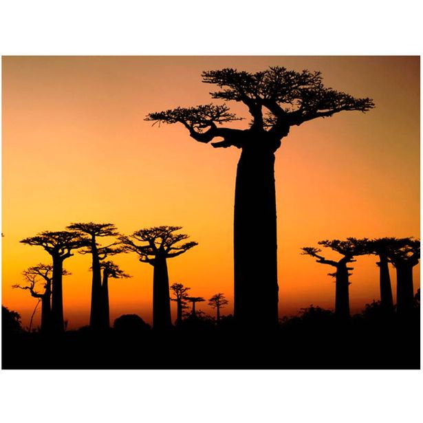 Kuvatapetti Artgeist Afrikkalaiset Apinanleipäpuut, eri kokoja