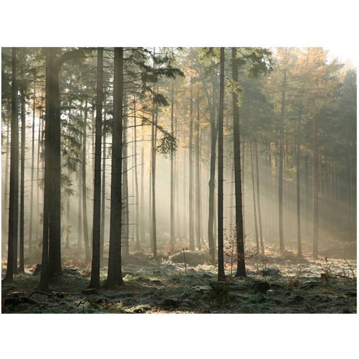 Metsätapetti Artgeist Foggy November morning, eri kokoja