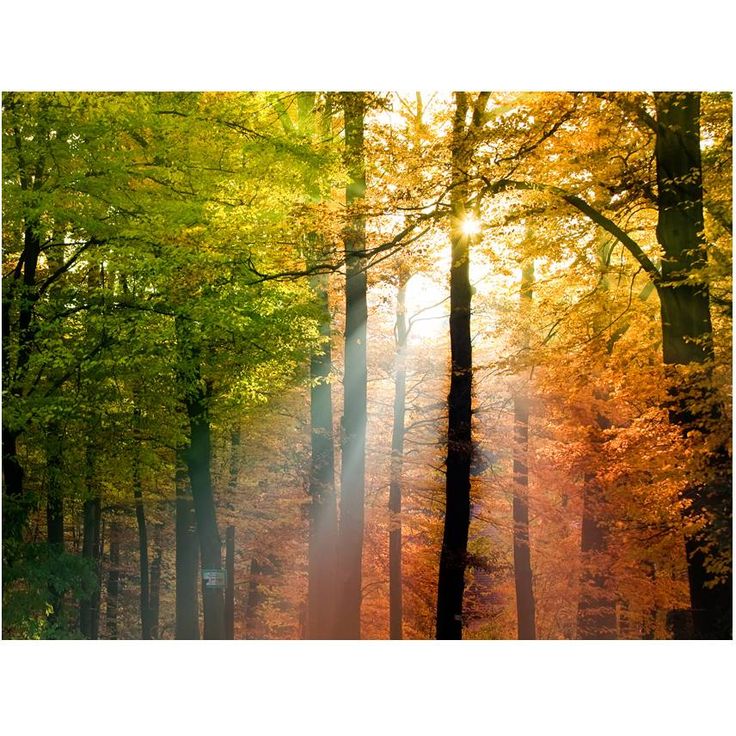 Metsätapetti Artgeist Kaunis syksy, eri kokoja