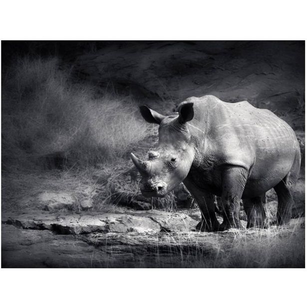 Kuvatapetti Artgeist Rhinoceros, eri kokoja