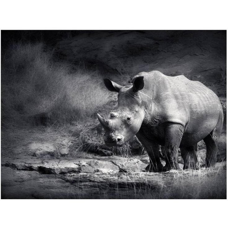 Kuvatapetti Artgeist Rhinoceros, eri kokoja