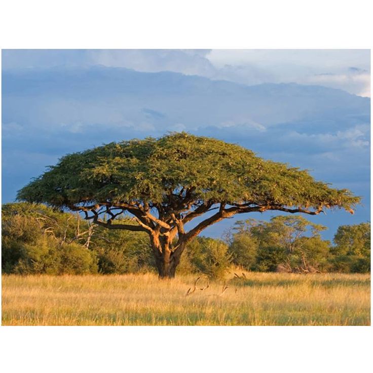 Kuvatapetti Artgeist Hwange National Park, Zimbabwe, eri kokoja