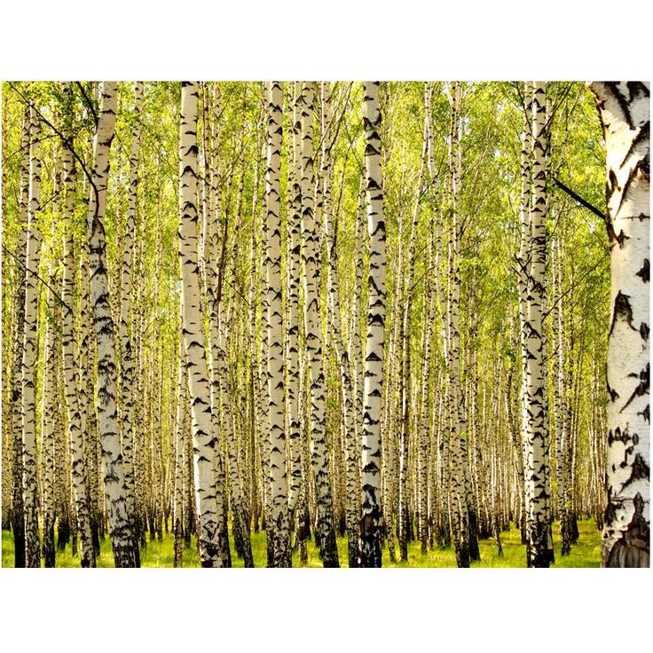 Metsätapetti Artgeist Koivumetsää, eri kokoja