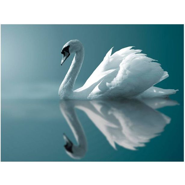 Kuvatapetti Artgeist White Swan, eri kokoja
