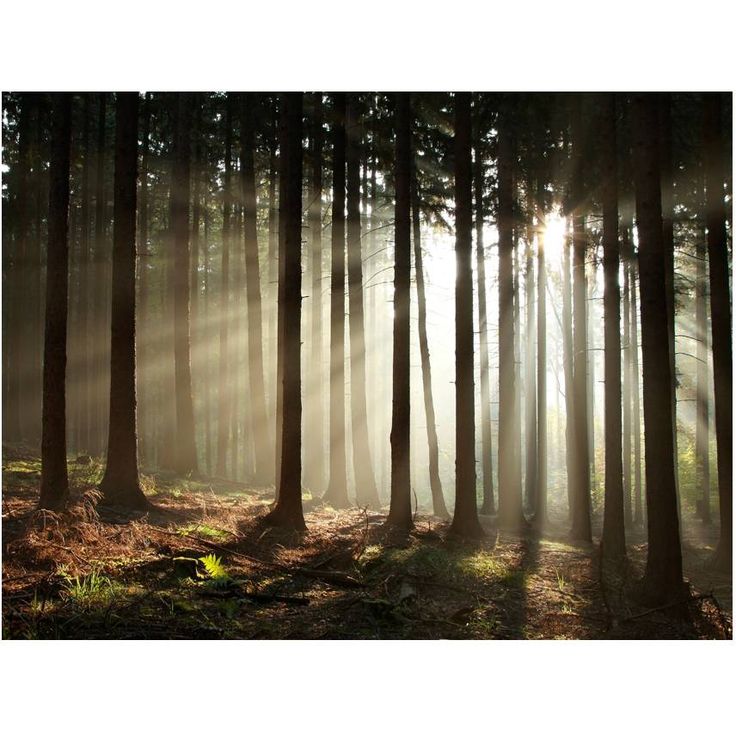 Metsätapetti Artgeist Havumetsää, eri kokoja
