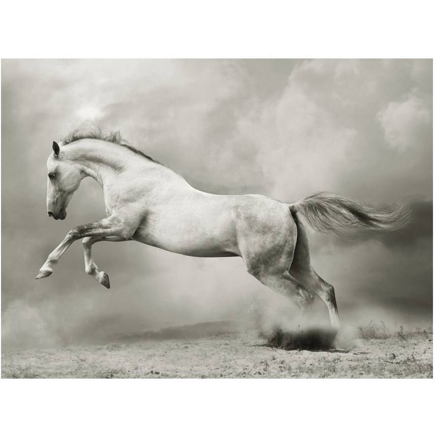 Kuvatapetti Artgeist Wild ori, 193x250cm, mustavalkoinen