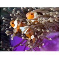 Kuvatapetti Artgeist Clownfish, eri kokoja