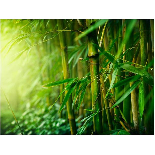 Kuvatapetti Artgeist Jungle - bamboo, eri kokoja