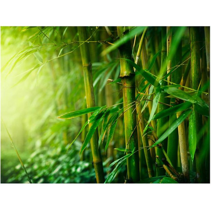 Kuvatapetti Artgeist Jungle - bamboo, eri kokoja