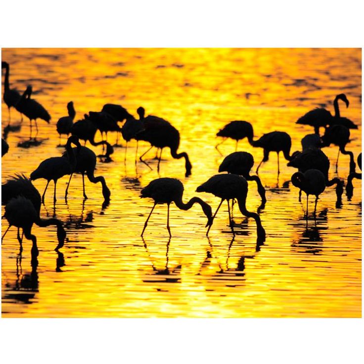 Kuvatapetti Artgeist Kenia: flamingoja järvellä, eri kokoja