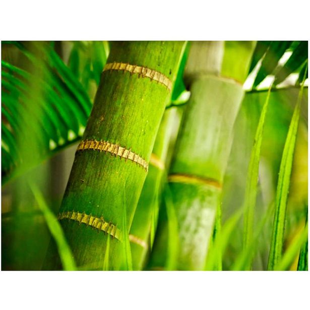 Kuvatapetti Artgeist Bamboo - detail, eri kokoja