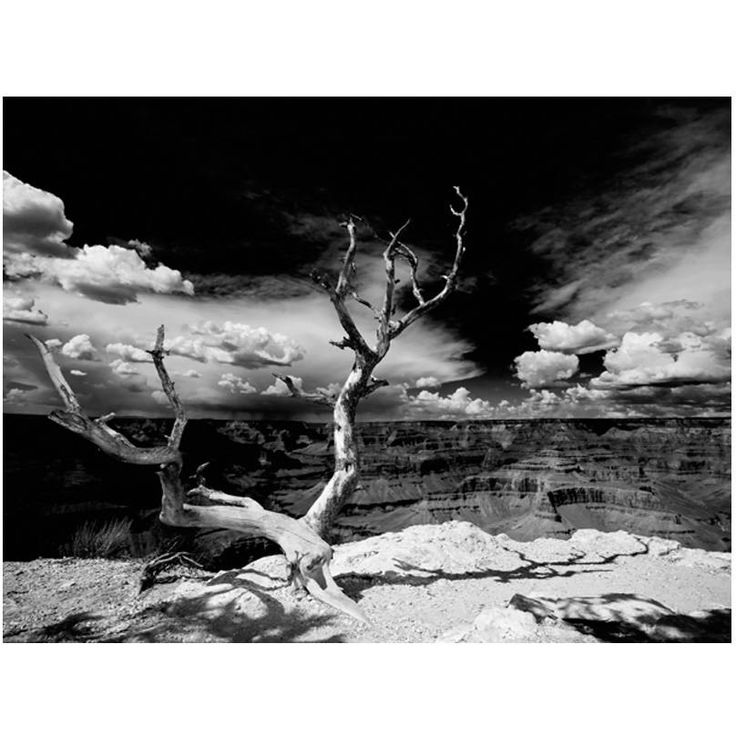 Kuvatapetti Artgeist Grand Canyon tree, eri kokoja