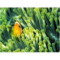 Kuvatapetti Artgeist Anemonefish, eri kokoja