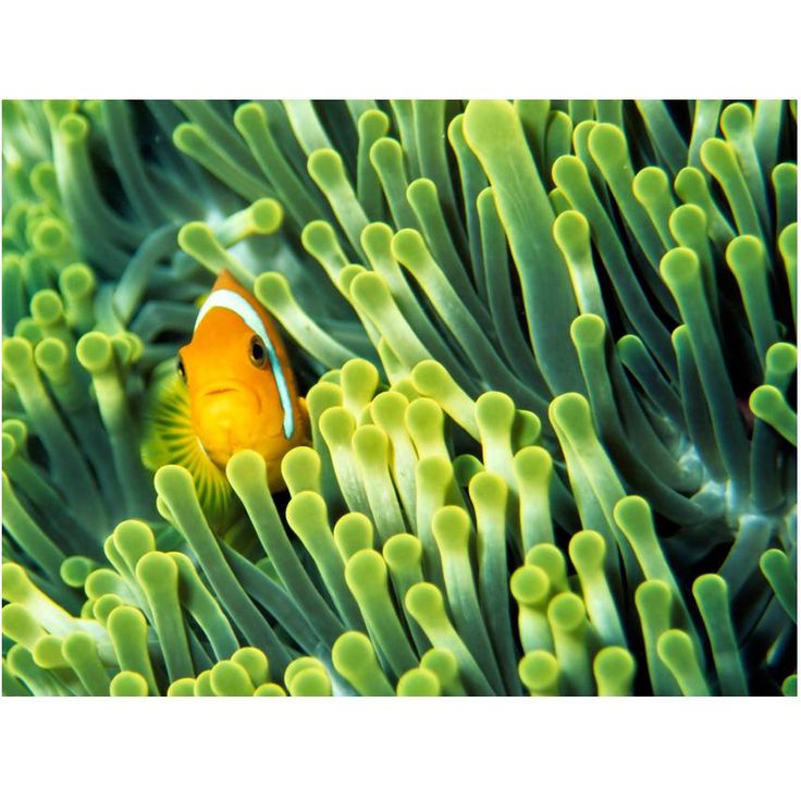 Kuvatapetti Artgeist Anemonefish, eri kokoja