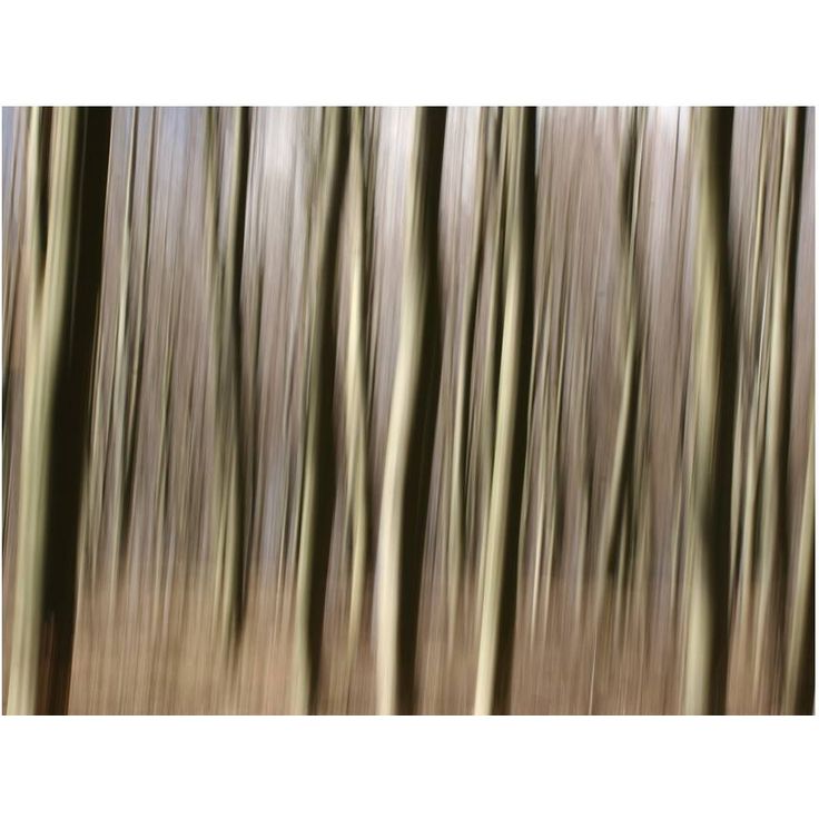 Metsätapetti Artgeist Puukuvionti, eri kokoja