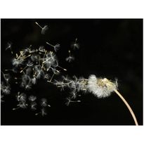 Kuvatapetti Artgeist Dandelion seeds in wind, eri kokoja