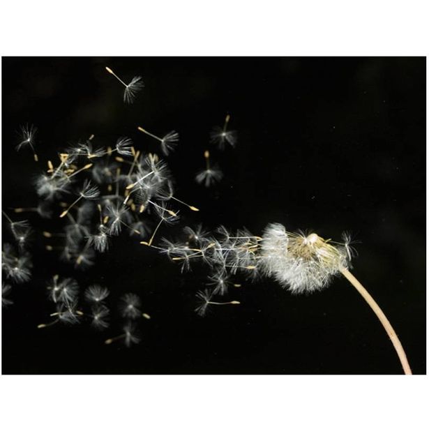 Kuvatapetti Artgeist Dandelion seeds in wind, eri kokoja