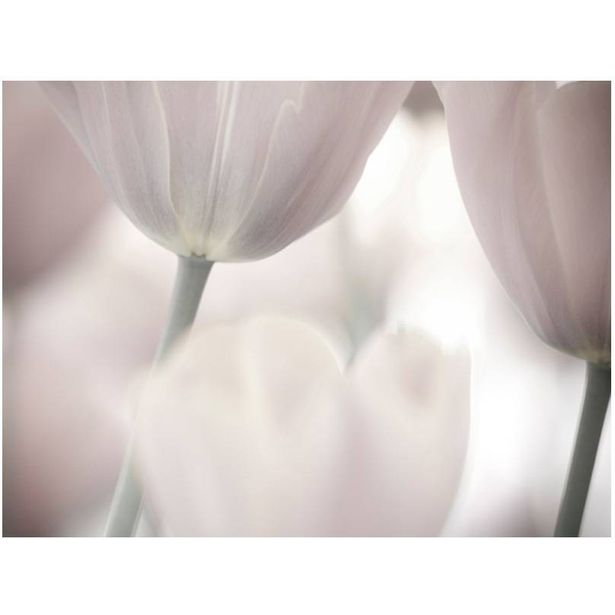 Kuvatapetti Artgeist Tulips fine art - black and white, eri kokoja