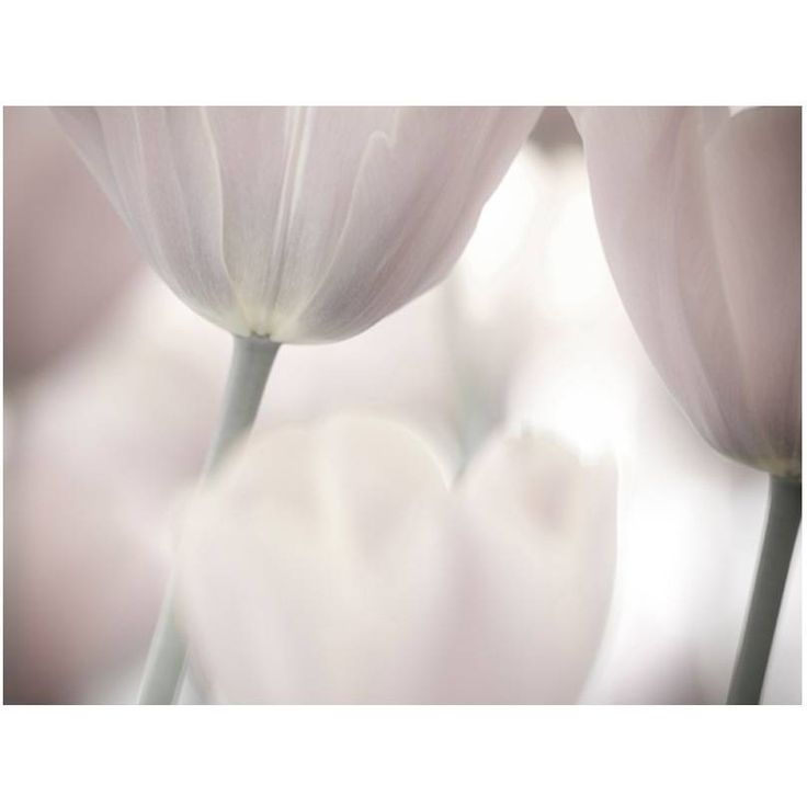 Kuvatapetti Artgeist Tulips fine art - black and white, eri kokoja