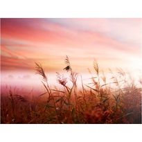 Maisematapetti Artgeist Aamu niitty, eri kokoja
