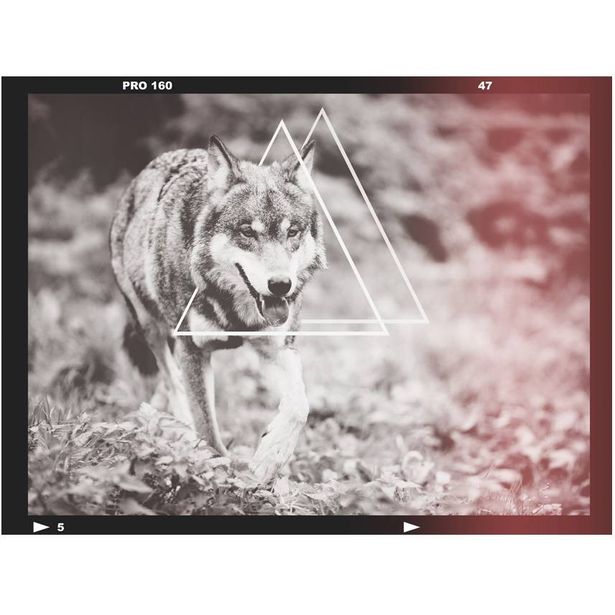 Kuvatapetti Artgeist Wolf, eri kokoja