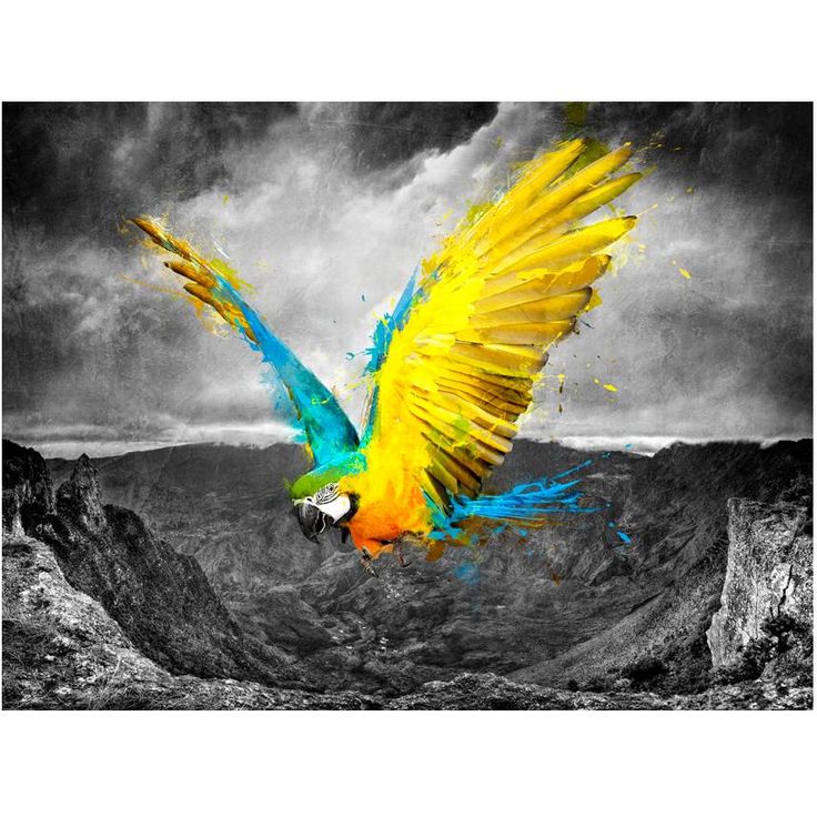 Kuvatapetti Artgeist Exotic parrot, eri kokoja