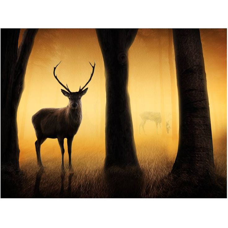 Metsätapetti Artgeist Deer in his natural habitat, eri kokoja
