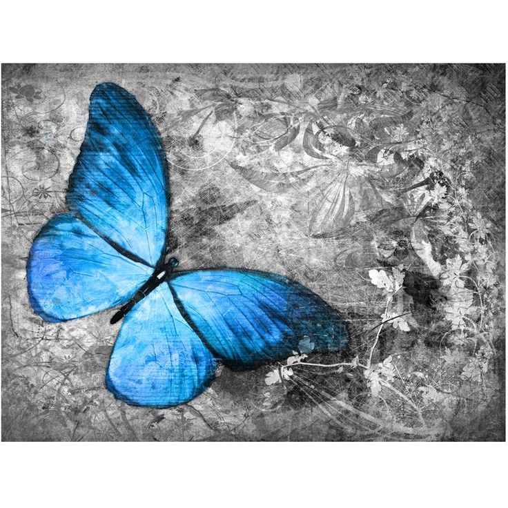 Kuvatapetti Artgeist Blue butterfly, eri kokoja