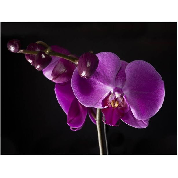 Kuvatapetti Artgeist Elegant orchis, eri kokoja