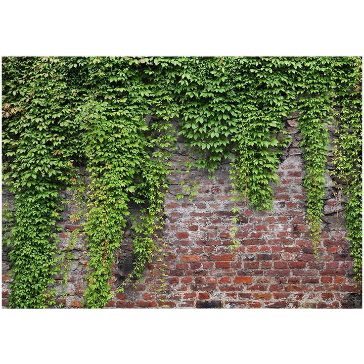 Kuvatapetti Artgeist Brick and ivy, tiiliseinä, eri kokoja