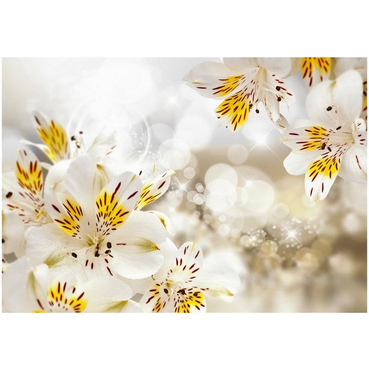 Kuvatapetti Artgeist Sunny Alstroemeria, eri kokoja
