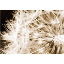Kuvatapetti Artgeist Dandelion - sepia, eri kokoja