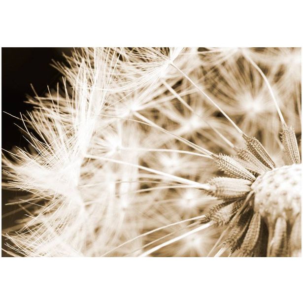 Kuvatapetti Artgeist Dandelion - sepia, eri kokoja