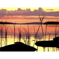 Auringonlaskun kaislat