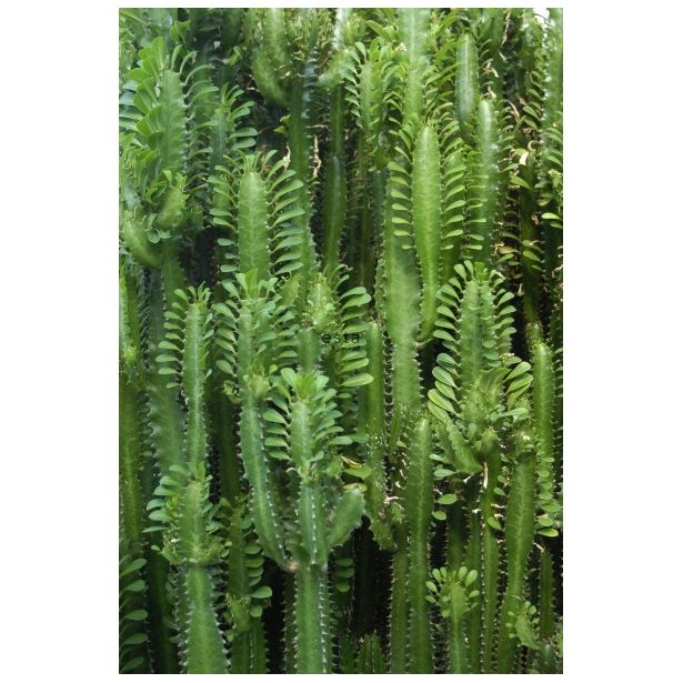 Tapetti Esta Greenhouse 158830, 186 cm x 2,79 m, vihreä