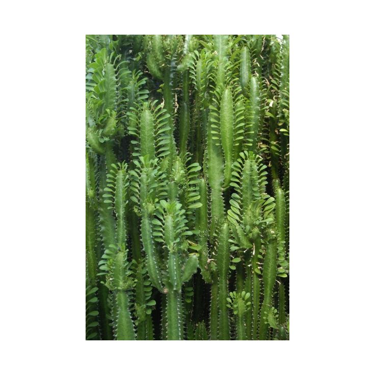 Tapetti Esta Greenhouse 158830, 186 cm x 2,79 m, vihreä