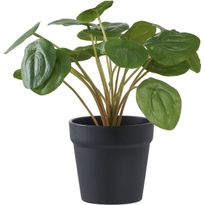 Tekokasvi House Nordic Kilpipiilea, 28cm, vihreä