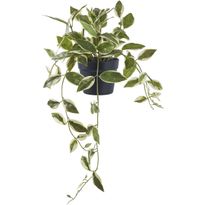 Tekokasvi House Nordic Hoya Carnosa, 33cm, vihreä