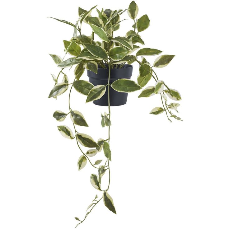 Tekokasvi House Nordic Hoya Carnosa, 33cm, vihreä