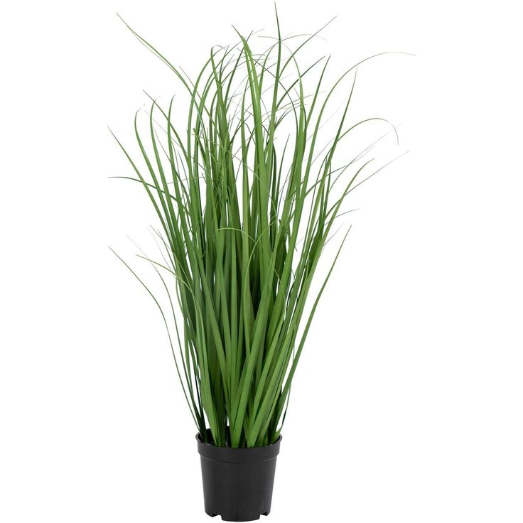 Tekokasvi House Nordic Poa-koristeheinä, 68cm, vihreä