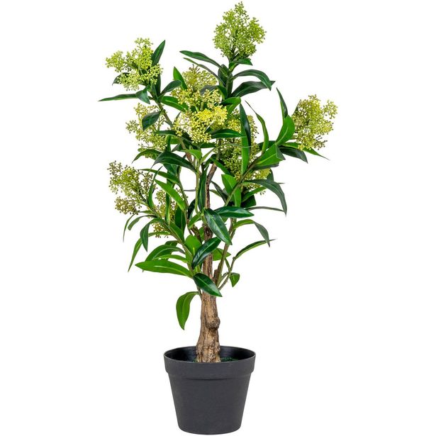 Tekokasvi House Nordic Skimmia, 75cm, vihreä