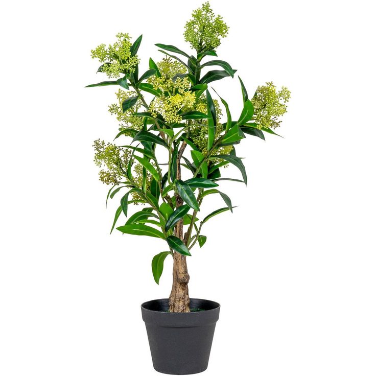 Tekokasvi House Nordic Skimmia, 75cm, vihreä