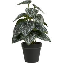 Tekokasvi House Nordic Alocasia, 33cm, vihreä