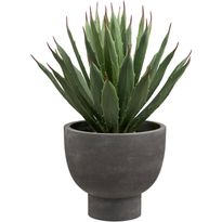 Kasvi House Nordic Agave