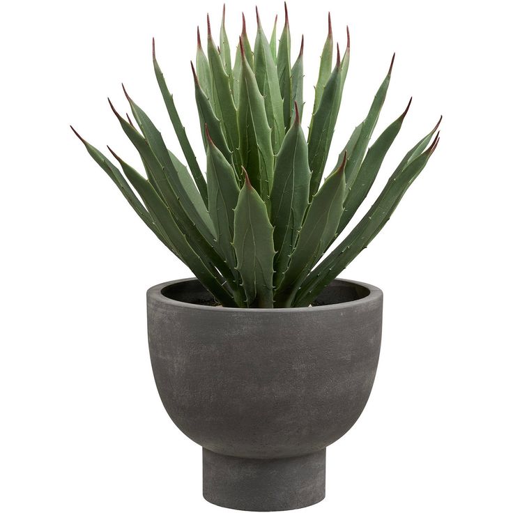 Kasvi House Nordic Agave