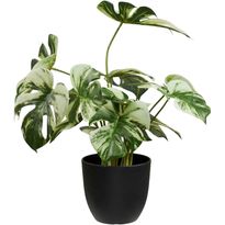 Kasvi House Nordic Monstera