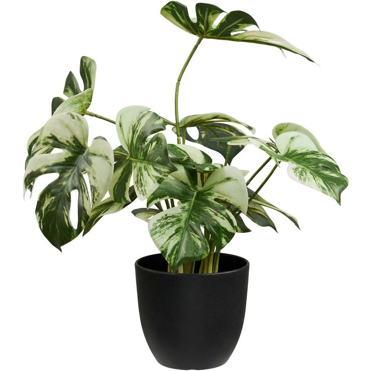 Kasvi House Nordic Monstera