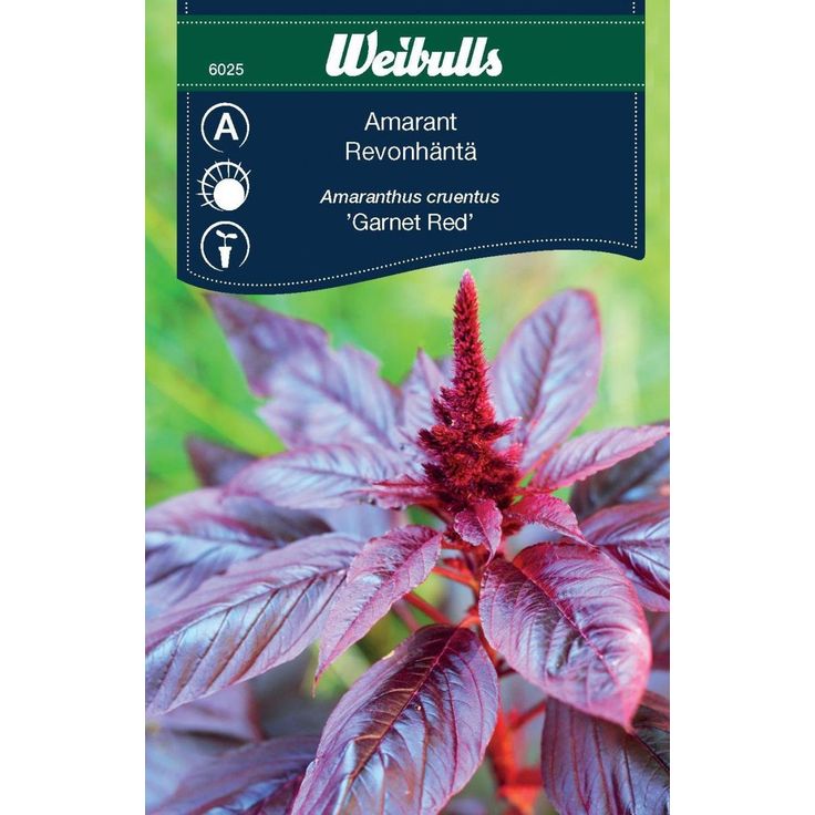 Amarantti Weibulls 'Garnet Red' siemenet